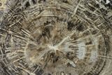 Polished Petrified Wood Log - Arizona #147927-2